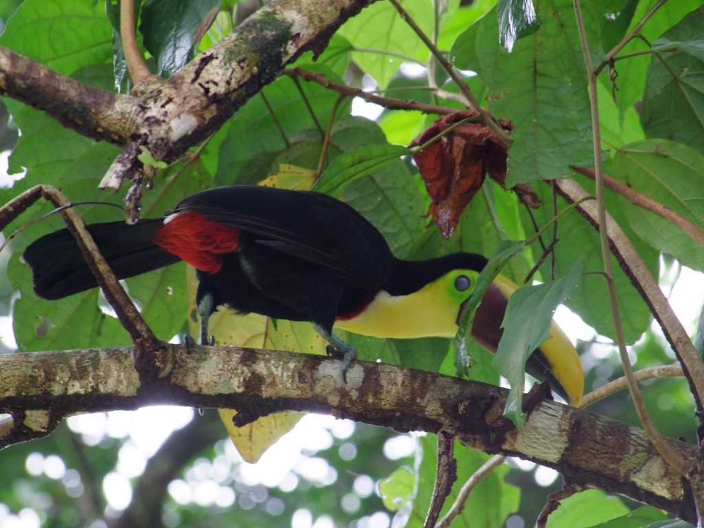 Tukan w Kostaryce