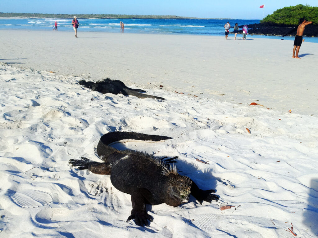 wyspy Galapagos - plaża