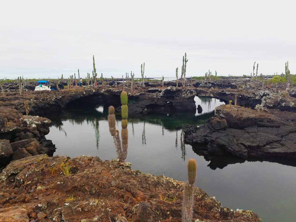 wyspy Galapagos - kaktusy 