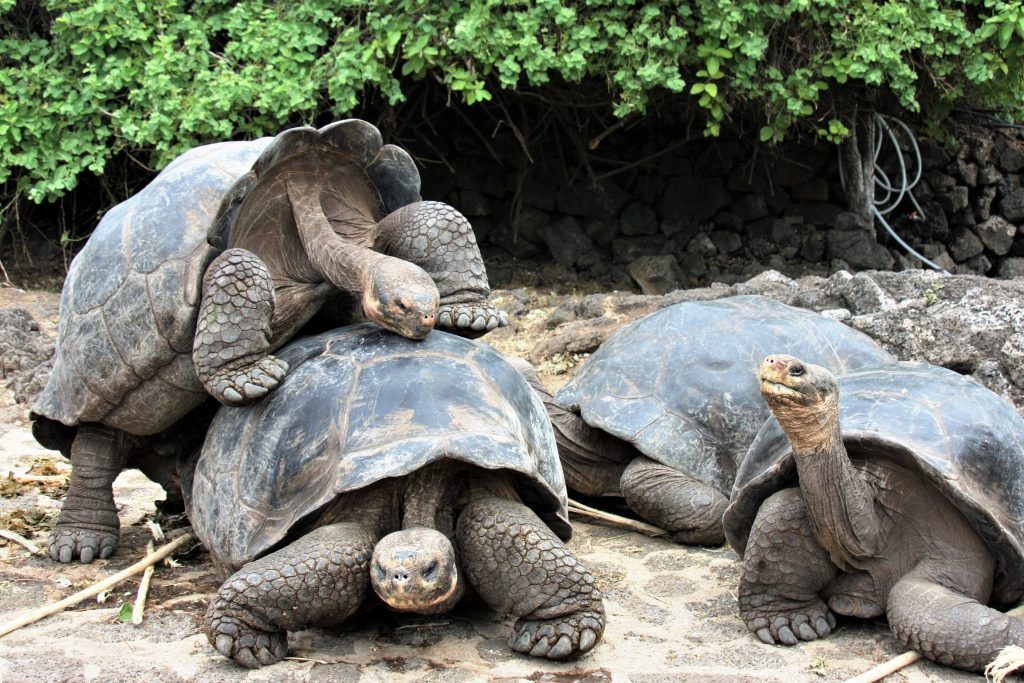 wyspy Galapagos - żółwie 