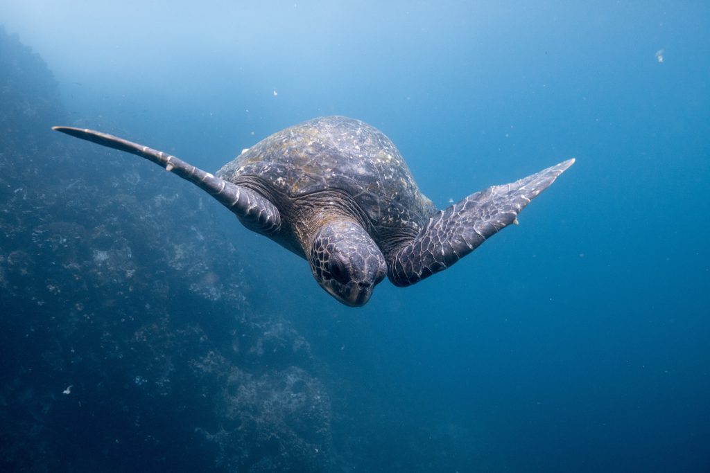 wyspy Galapagos - żółw pod wodą
